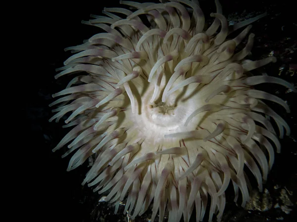 Hermosas Medusas Blancas Mar —  Fotos de Stock