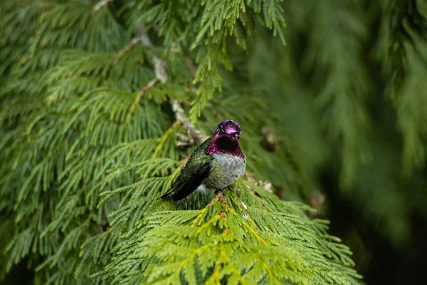 Bird Sitting Tree Branch — Stock Photo, Image