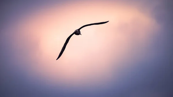 Martı Gökyüzünde Uçuyor — Stok fotoğraf