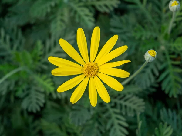 Żółty Kwiat Ogrodzie — Zdjęcie stockowe