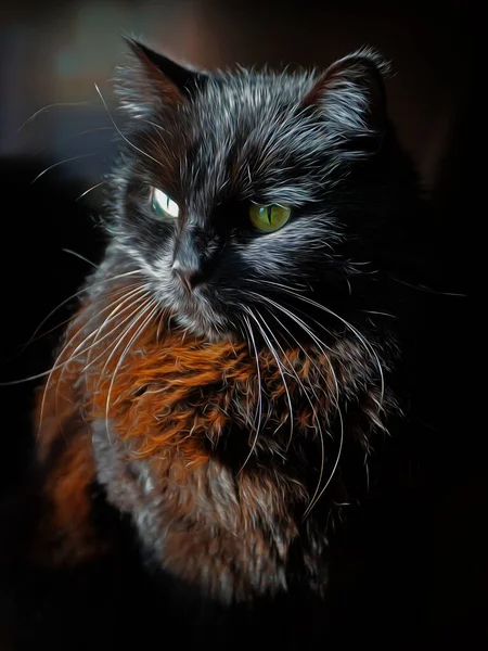 Gato Preto Branco Com Uns Olhos Bonitos — Fotografia de Stock