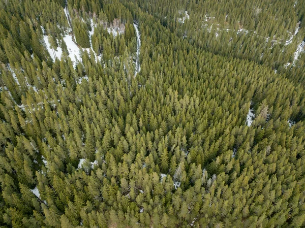 Blick Von Oben Auf Den Wald Schnee — Stockfoto