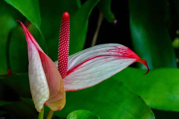 Bel Colpo Botanico Carta Parati Naturale — Foto Stock