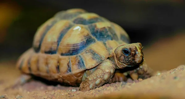 Nærbillede Skildpadde - Stock-foto