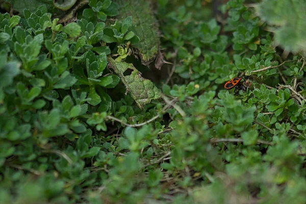Detailní Záběr Hmyzu Lese — Stock fotografie
