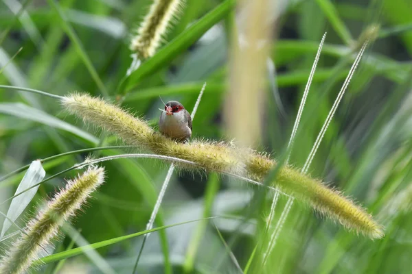 Eine Nahaufnahme Eines Schönen Vogels Gras — Stockfoto