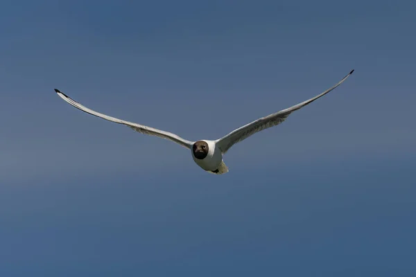 Meeuwen Die Lucht Vliegen — Stockfoto