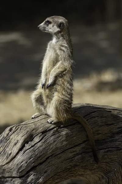 Meerkat Suricata Suricatta Suricado Animal Vida Selvagem — Fotografia de Stock