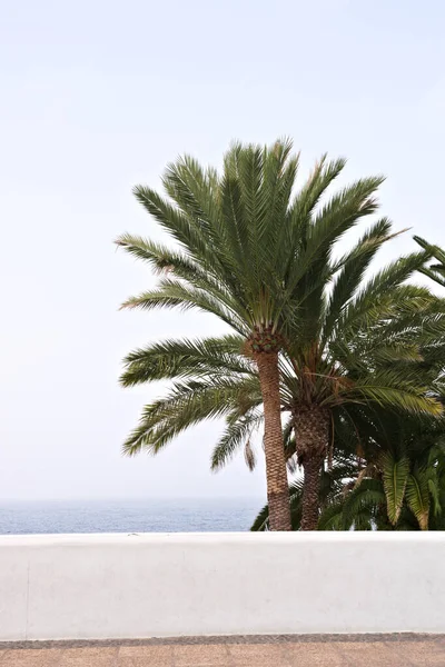 Palm Trees Beach — Stock Photo, Image