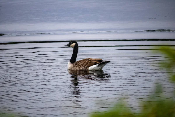 Vacker Vit Fågel Sjön — Stockfoto