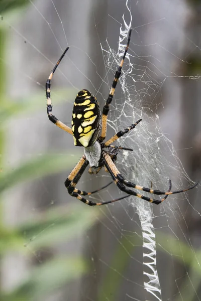 Αράχνη Web Λευκό Φόντο — Φωτογραφία Αρχείου