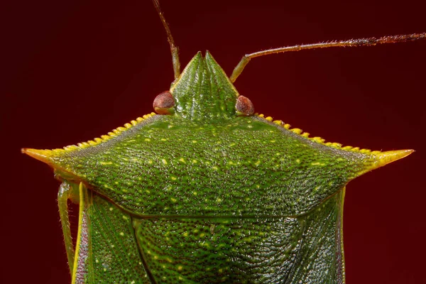 Gros Plan Une Sauterelle Sur Fond Vert — Photo