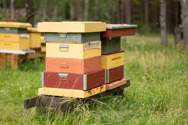 Nahaufnahme Eines Bienenstocks Auf Einer Grünen Wiese — Stockfoto