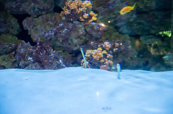 Onderwater Zicht Een Prachtige Waterval — Stockfoto
