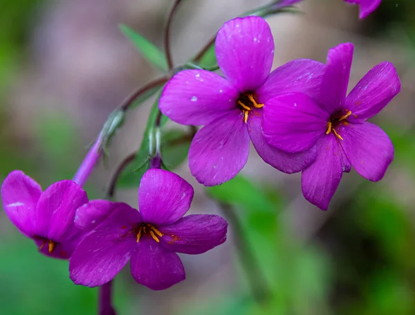 Όμορφα Μοβ Λουλούδια Στον Κήπο — Φωτογραφία Αρχείου