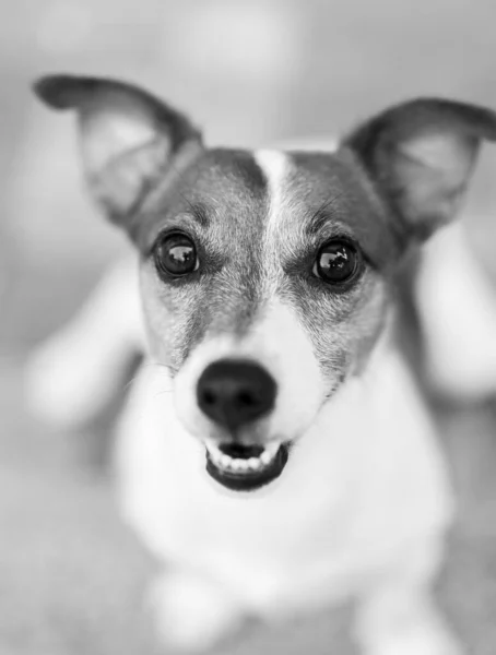 Porträtt Söt Hund — Stockfoto