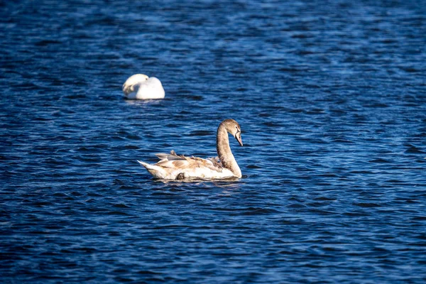 Weißer Schwan Auf Dem See — Stockfoto