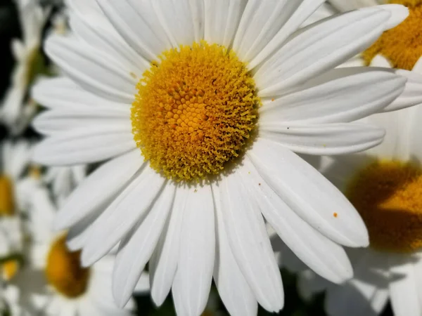 Krásné Bílé Sedmikrásky Květiny Zahradě — Stock fotografie