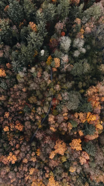 Dağlardaki Güzel Ormanın Havadan Görünüşü — Stok fotoğraf