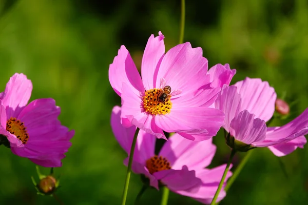 Beautiful Cosmos Flowers Garden — Stock Photo, Image