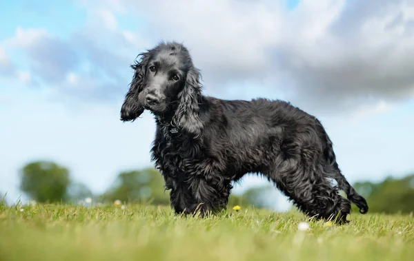 Netter Hund Garten — Stockfoto