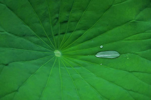 Grünes Blatt Flora Und Natur — Stockfoto