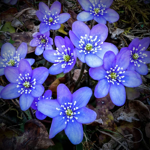 Vackra Blommor Trädgården — Stockfoto