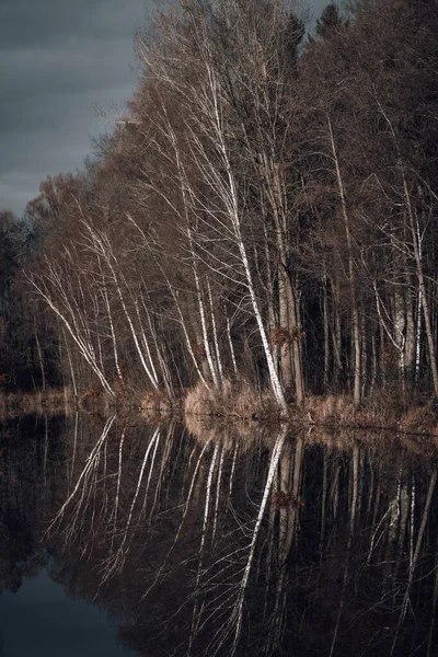 Beau Paysage Avec Une Rivière Dans Forêt — Photo