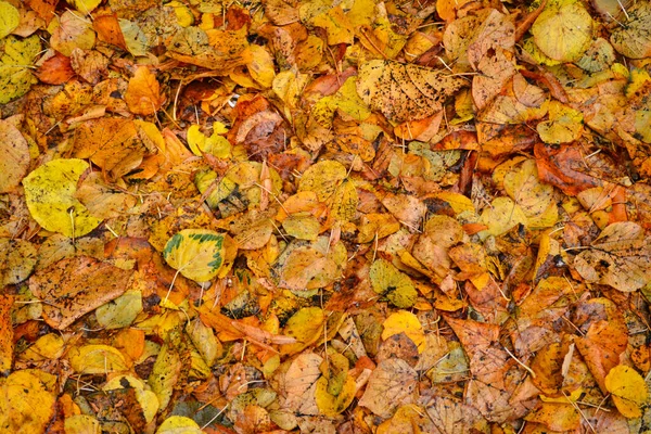 Herbstlaub Wald — Stockfoto