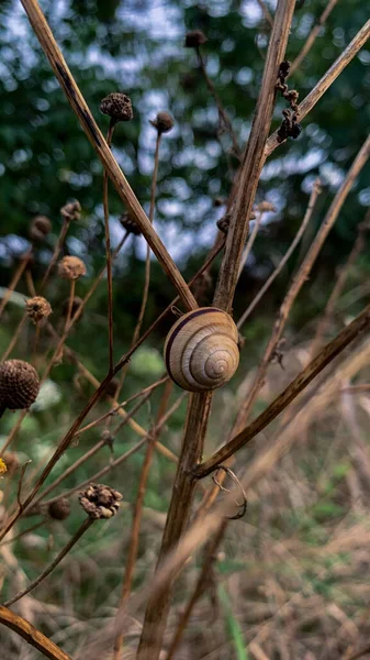 Starý Rezavý Kovový Řetěz Stromě — Stock fotografie