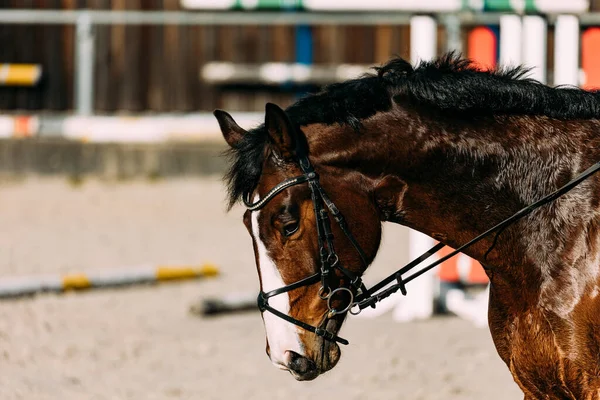 Kůň Ohradě — Stock fotografie