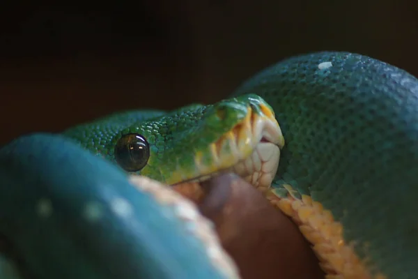 Perto Uma Cobra — Fotografia de Stock