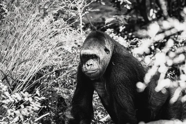 Zwart Wit Portret Van Een Gorilla — Stockfoto