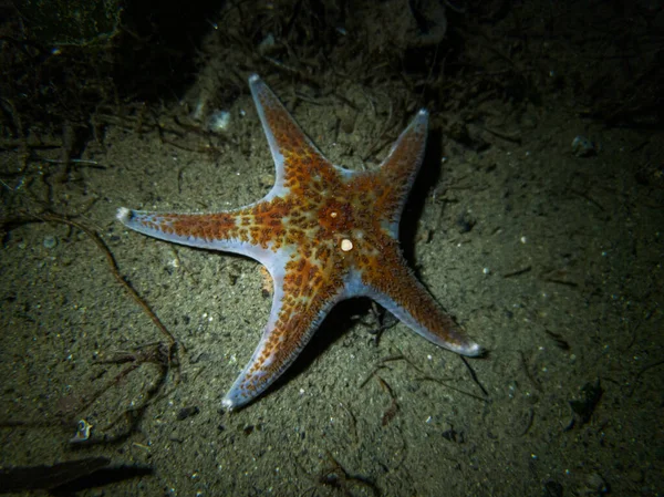 Hvězdice Moři — Stock fotografie
