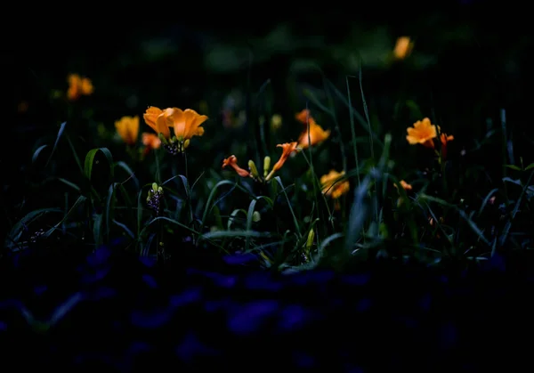 Kauniita Kukkia Puutarhassa — kuvapankkivalokuva