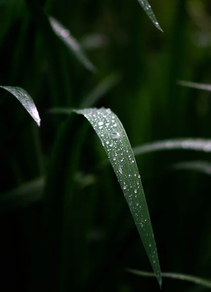 Daun Hijau Flora Dan Alam — Stok Foto