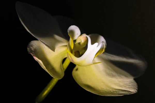 Schöne Orchideenblume Auf Schwarzem Hintergrund — Stockfoto