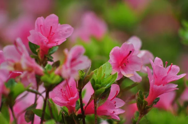 Schöne Rosa Blumen Garten — Stockfoto