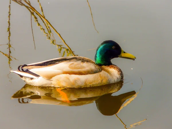 Canard Dans Eau — Photo