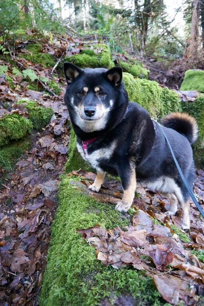 Hund Skogen — Stockfoto