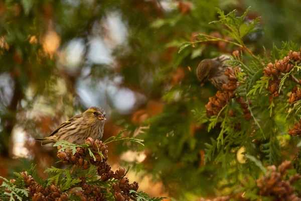 鳥が木の枝に座り — ストック写真