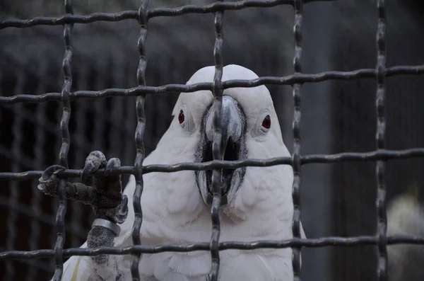 Hayvanat Bahçesindeki Beyaz Kuş — Stok fotoğraf