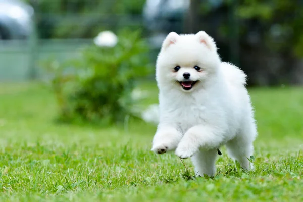 Biały Pies Zielonej Trawie — Zdjęcie stockowe