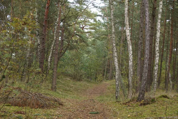 Bela Floresta Outono — Fotografia de Stock