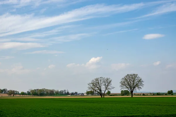 緑の野と青い空 ロイヤリティフリーのストック写真