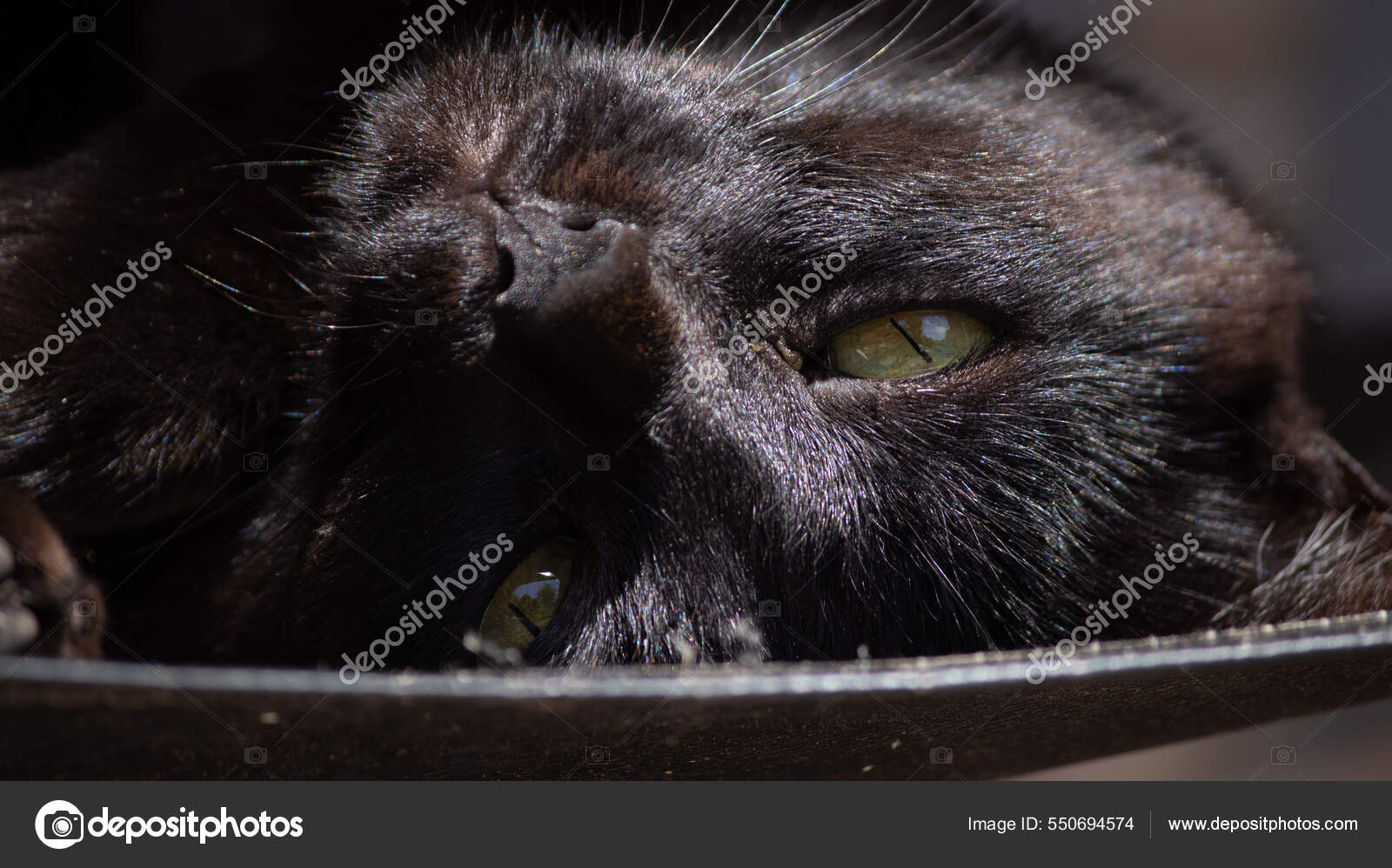 Black Cat Big Eyes — Stock Photo © Wirestock #550694574