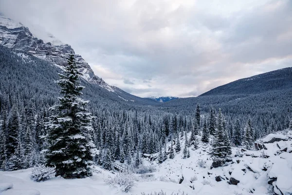 Wunderschöne Landschaft Mit Schneebedeckten Bäumen Den Bergen — Stockfoto