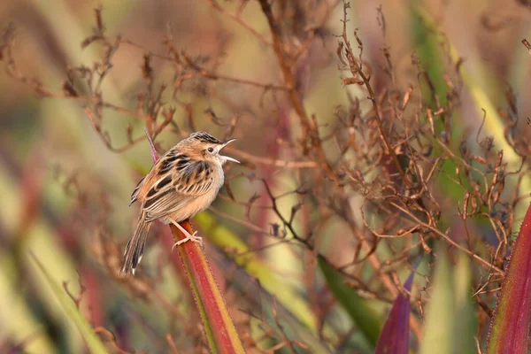 Vogel Auf Einem Ast — Stockfoto