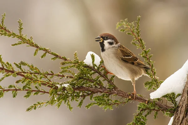Oiseau Est Assis Sur Une Branche Arbre Dans Forêt — Photo