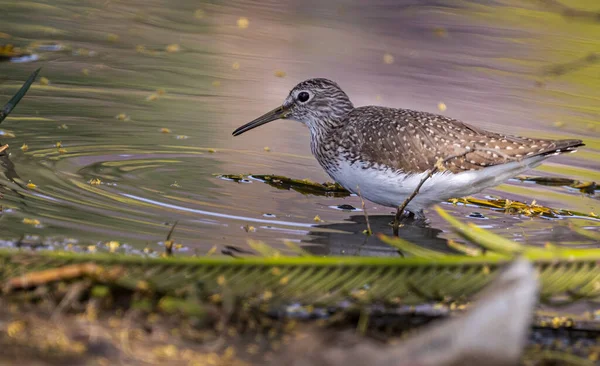 Oiseau Dans Eau — Photo